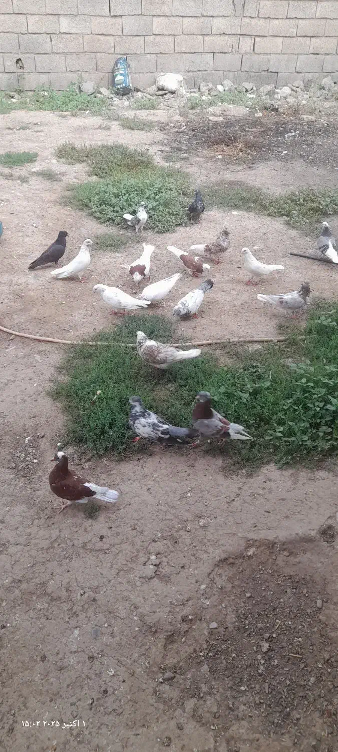 فروش کبوتر|پرنده|فاضل آباد, |دیوار