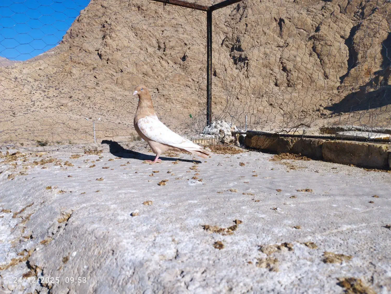 کفتر|پرنده|داراب, |دیوار