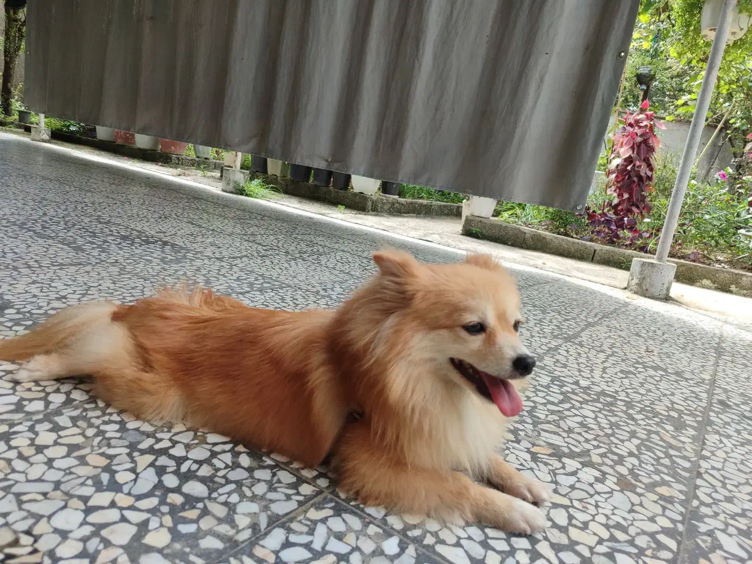 سگ پامر شناسنامه دار|سگ|نوشهر, |دیوار