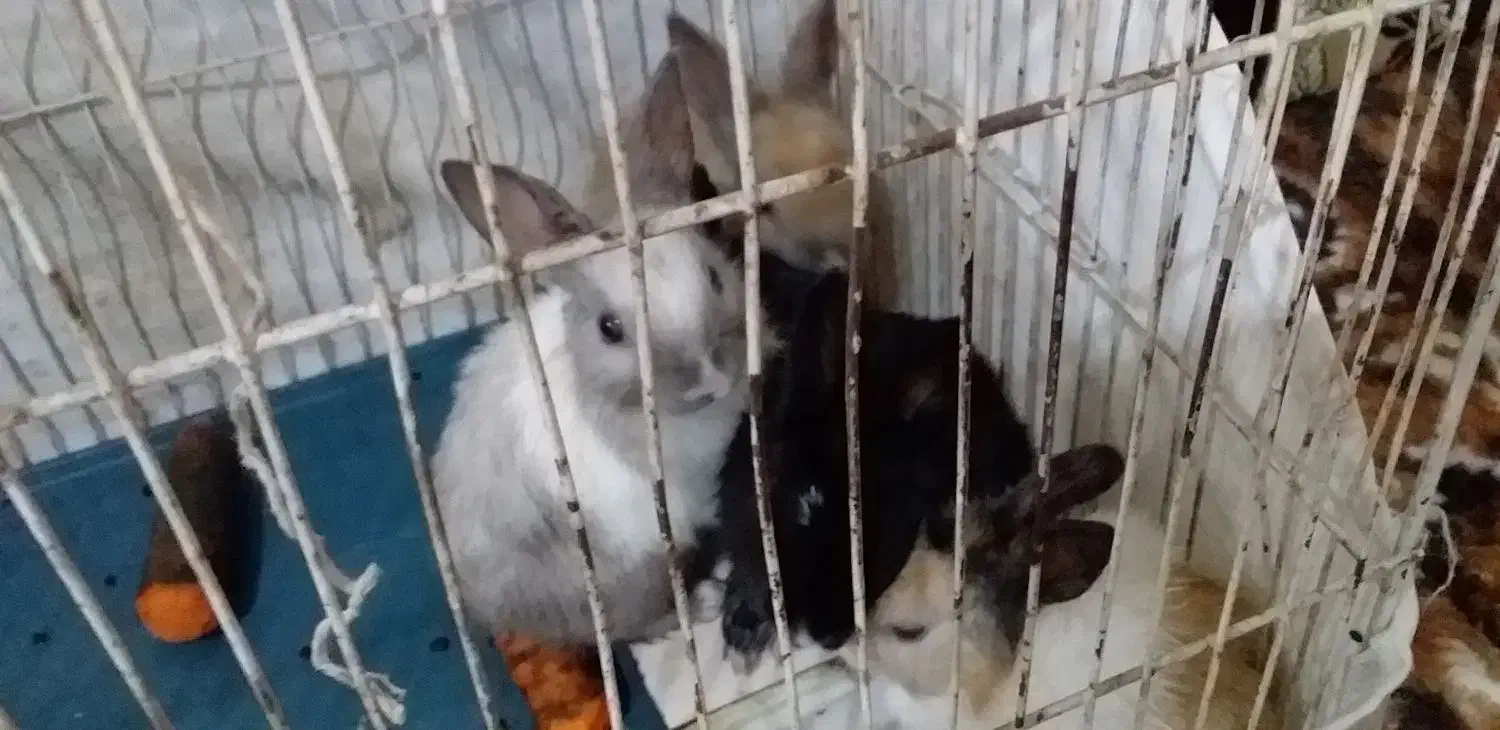 خرگوش|موش و خرگوش|تبریز, |دیوار