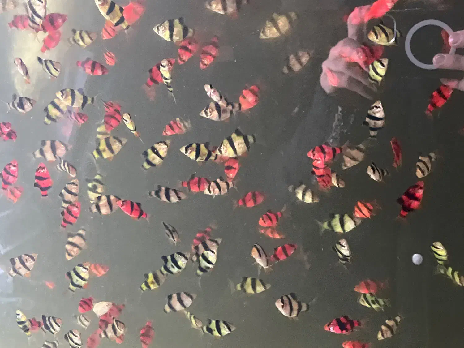 ماهی مولی گوپی تایگر|ماهی|مشهد, توس (بلوار توس)|دیوار