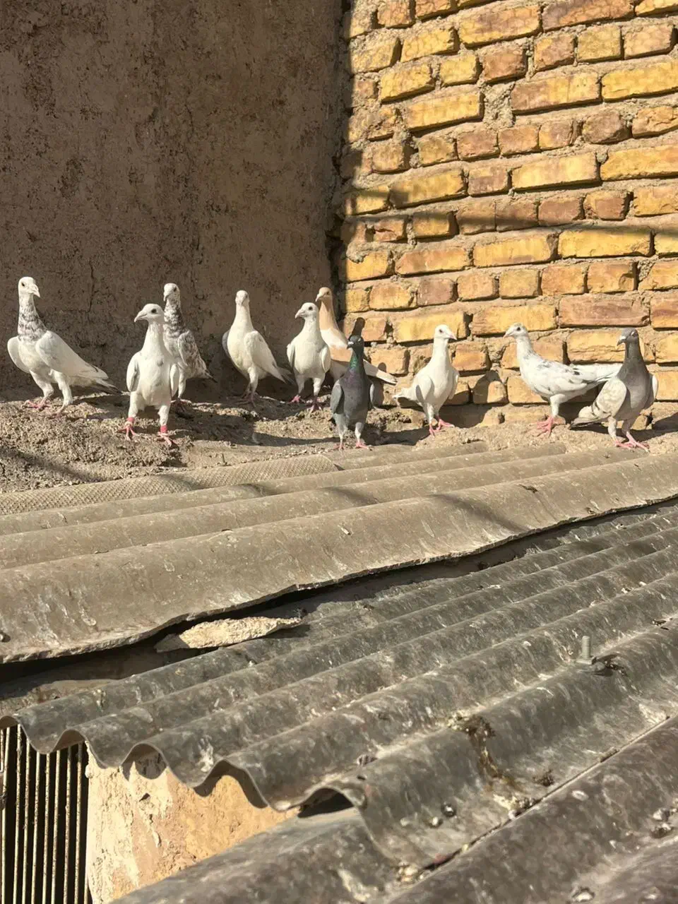 سفیدخطی|پرنده|اقبالیه, |دیوار