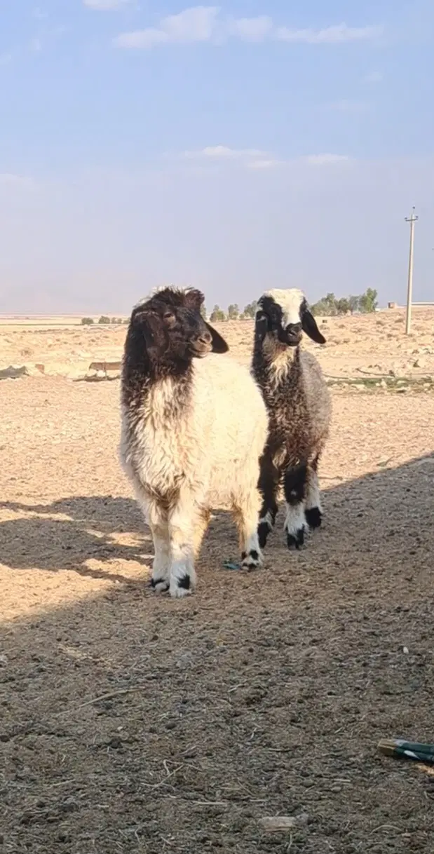بره|حیوانات مزرعه|شیراز, برمشور علیا|دیوار