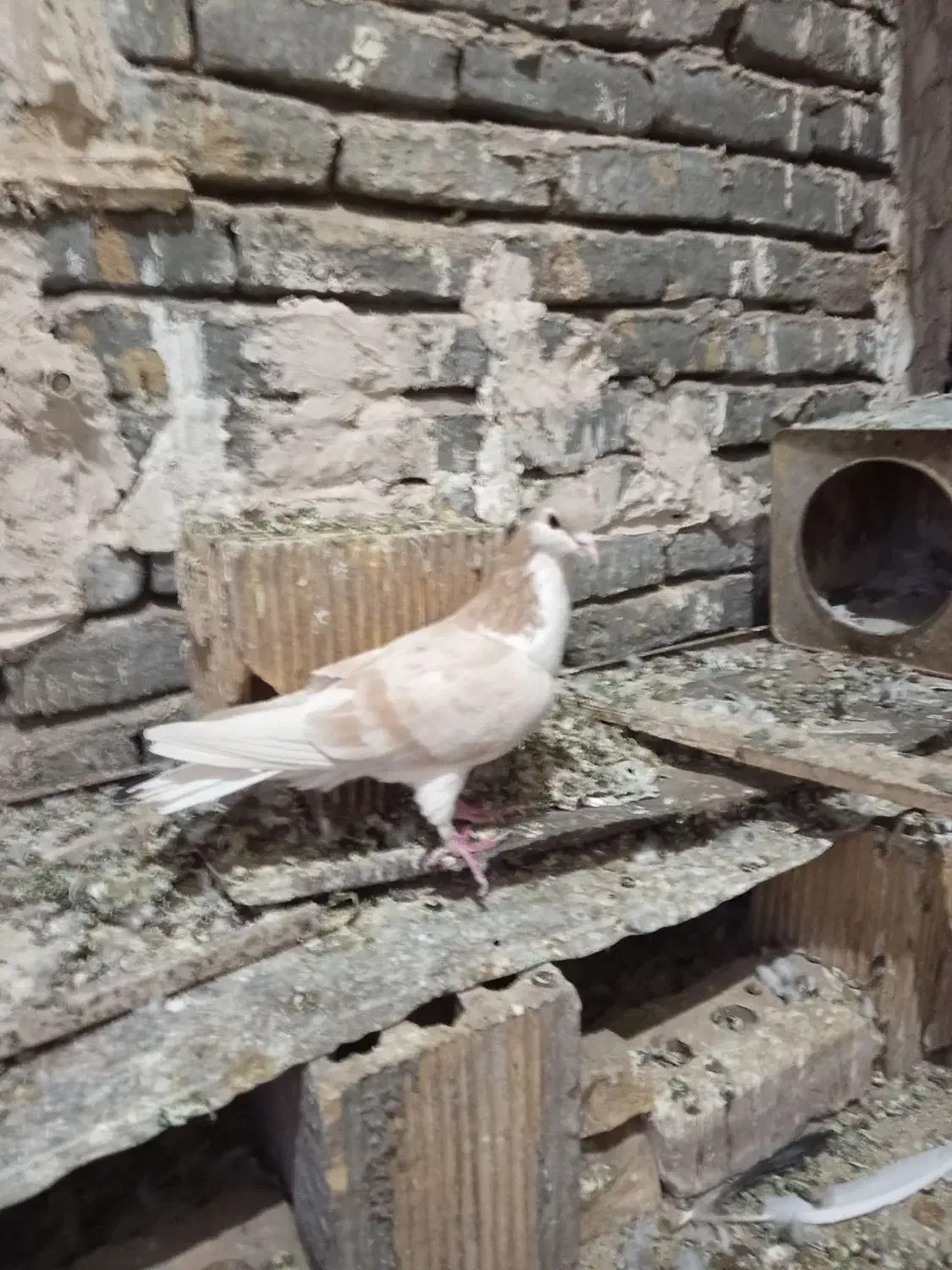 کفتر فروشی|پرنده|تربت‌حیدریه, جانبازان|دیوار