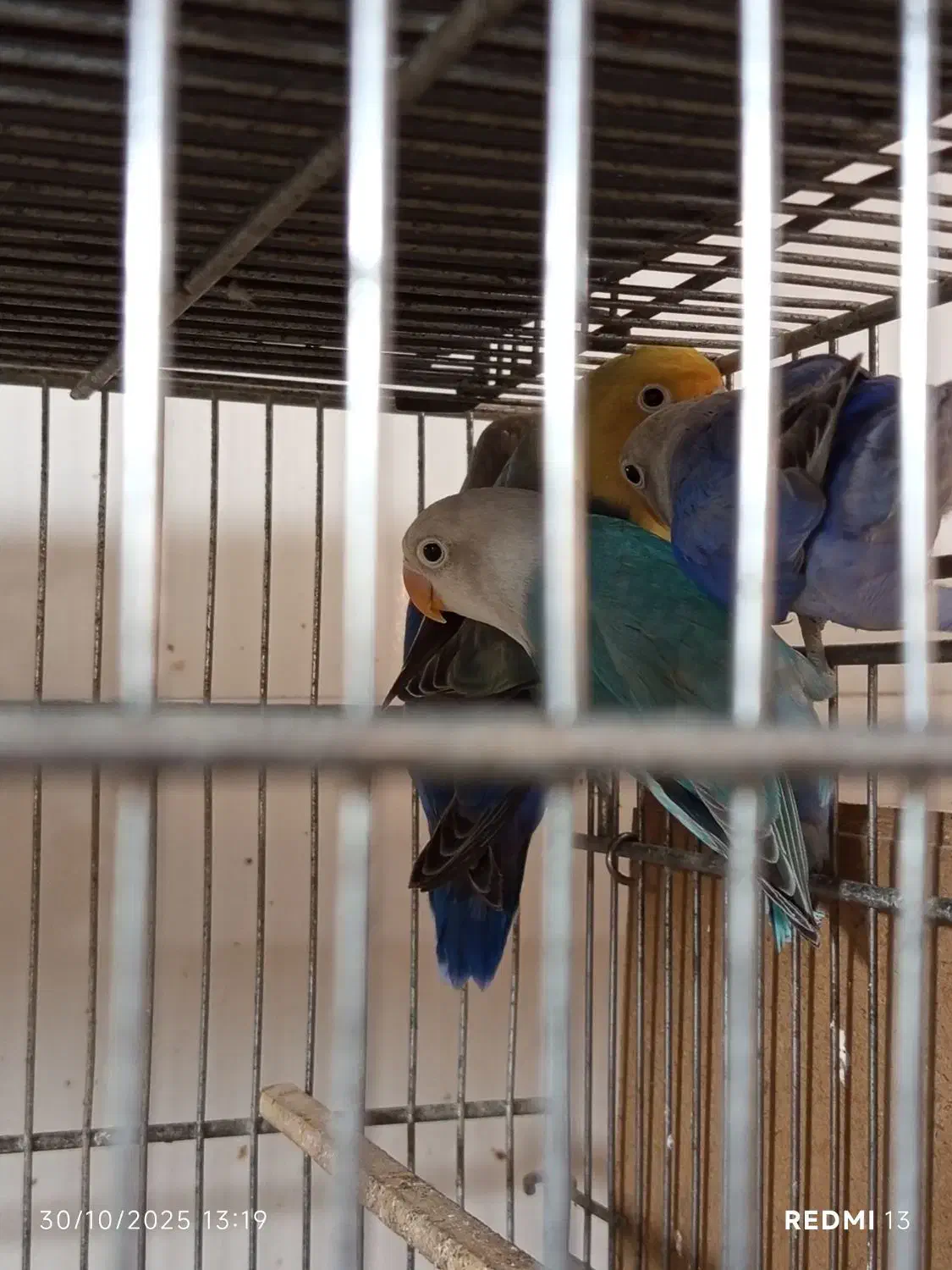 طوطی کوتوله برزیلی|پرنده|زاهدان, |دیوار