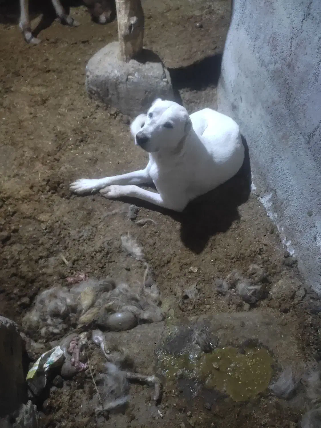 فاروج|سگ|فاروج, |دیوار