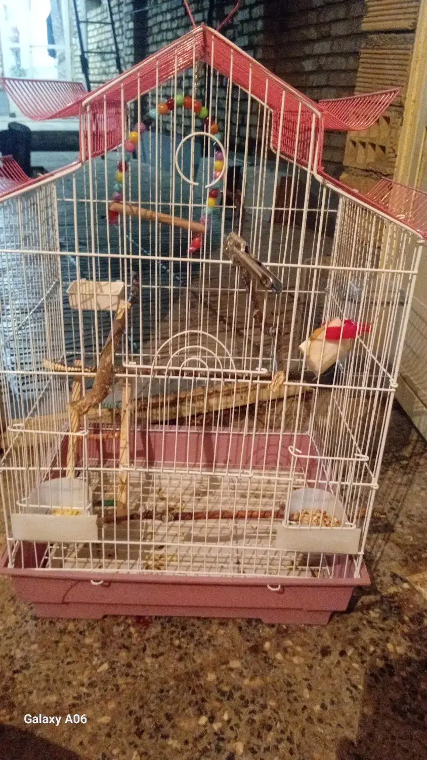 قفس عروس هلندی|لوازم جانبی حیوانات|بلداجی, |دیوار