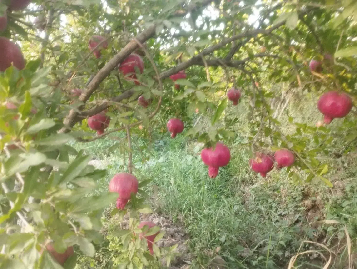 انار ممتاز  ارسال به همه جای شهر قم وشهرهای اطراف|خوردنی و آشامیدنی|کهک, |دیوار