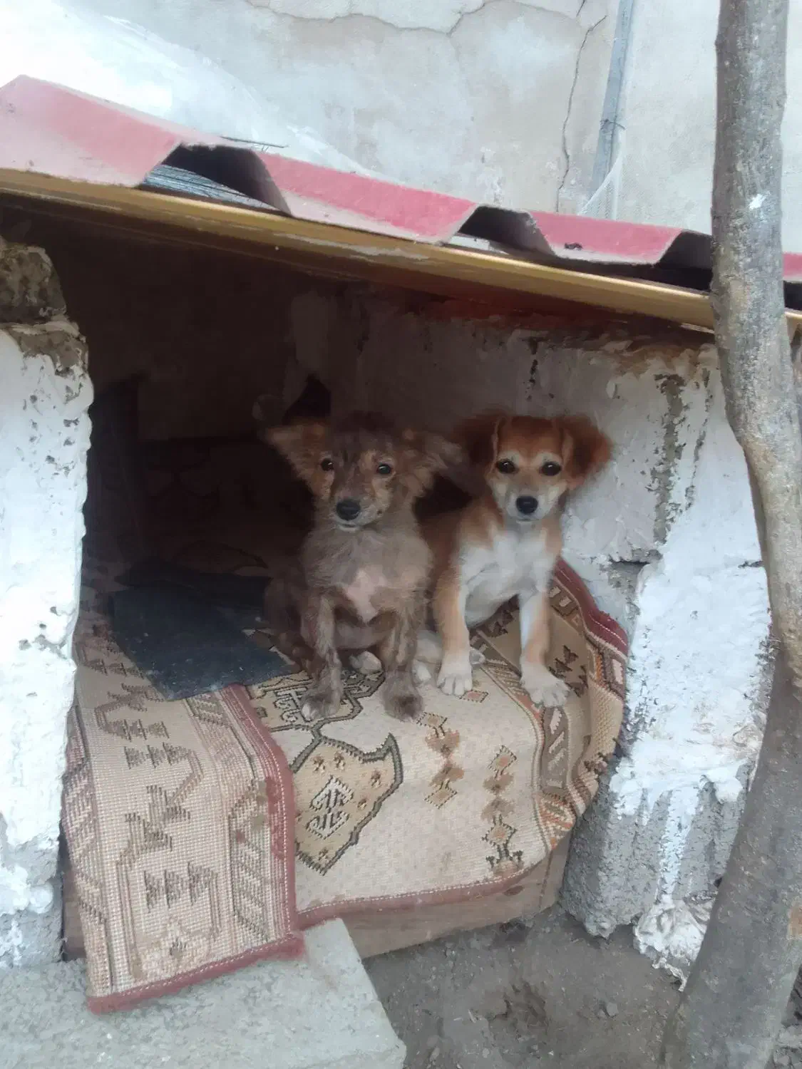 واگذاری دوعدد سگ اشپیتز باهوش|سگ|کومله, |دیوار