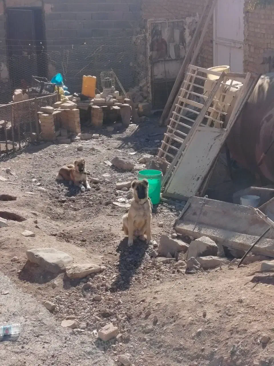 سگ پنج ماهه و دو ماهه آدمی|سگ|بوئین زهرا, |دیوار