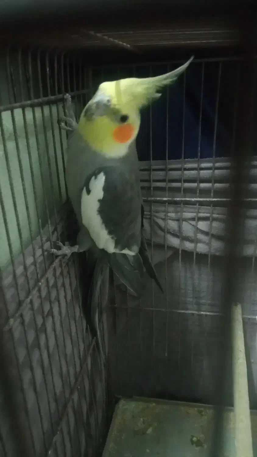 عروس هلندی|پرنده|خمام, |دیوار