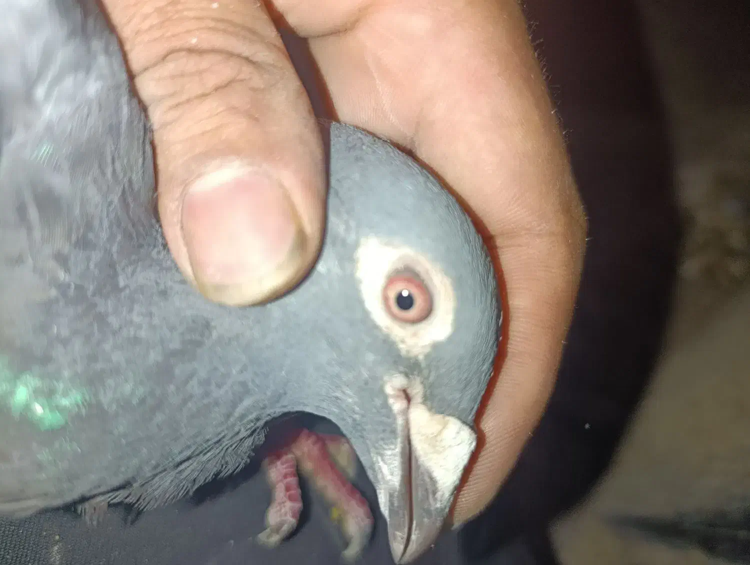 پلاکی|پرنده|اصفهان, گورت|دیوار