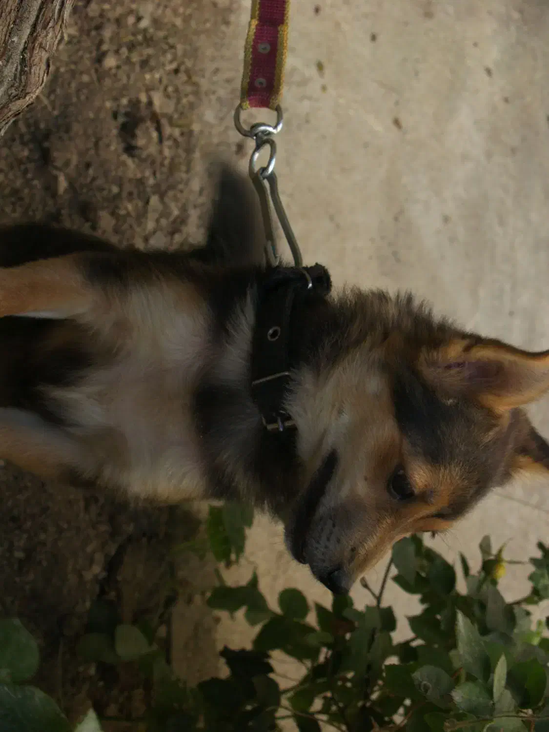 سگ پاکوتاه|سگ|بیجار, |دیوار