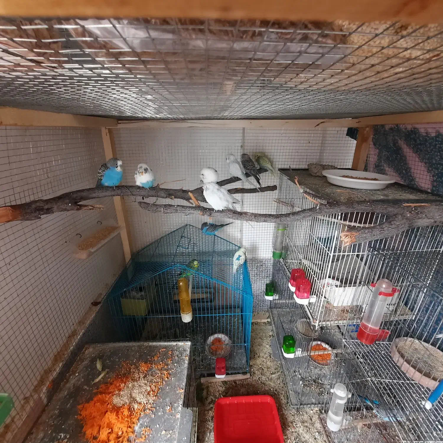 مرغ عشق مولد به ضمانت|پرنده|دماوند, گیلاوند|دیوار