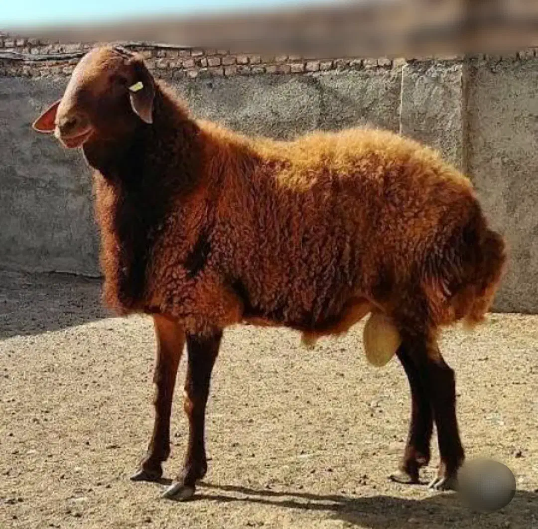 .گوسفند زنده اورگانیک.ب شرط نصفه.خونی|حیوانات مزرعه|مشهد, نوید|دیوار