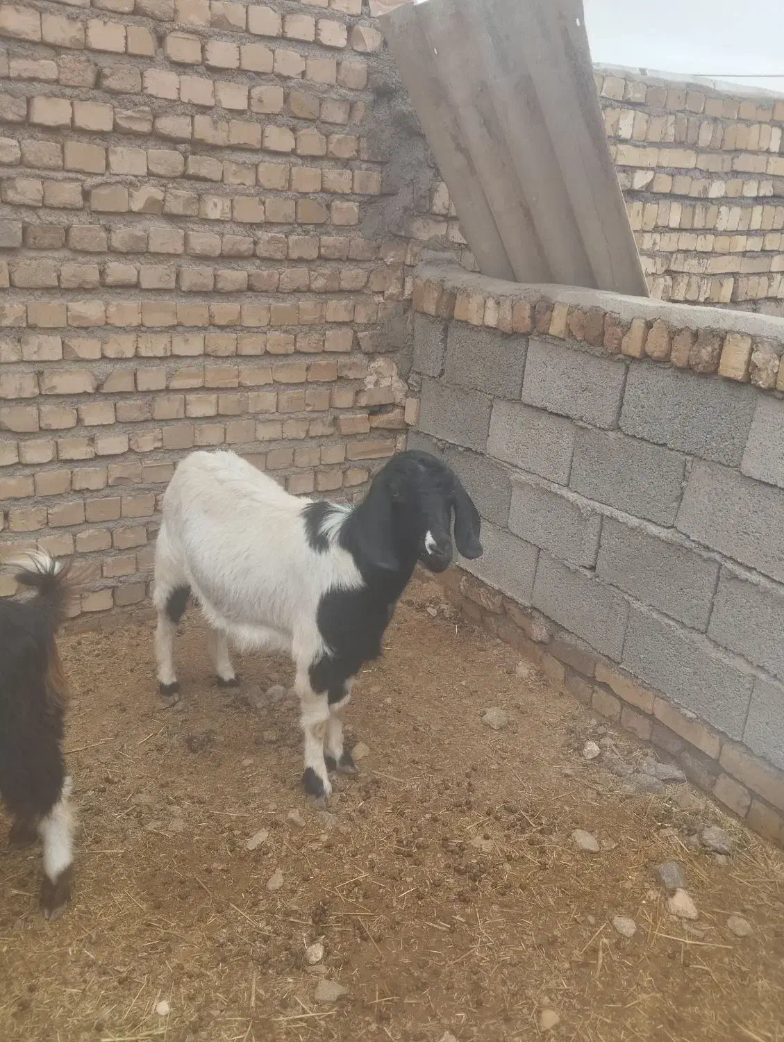 بز زاییده|حیوانات مزرعه|نیشابور, مازول|دیوار