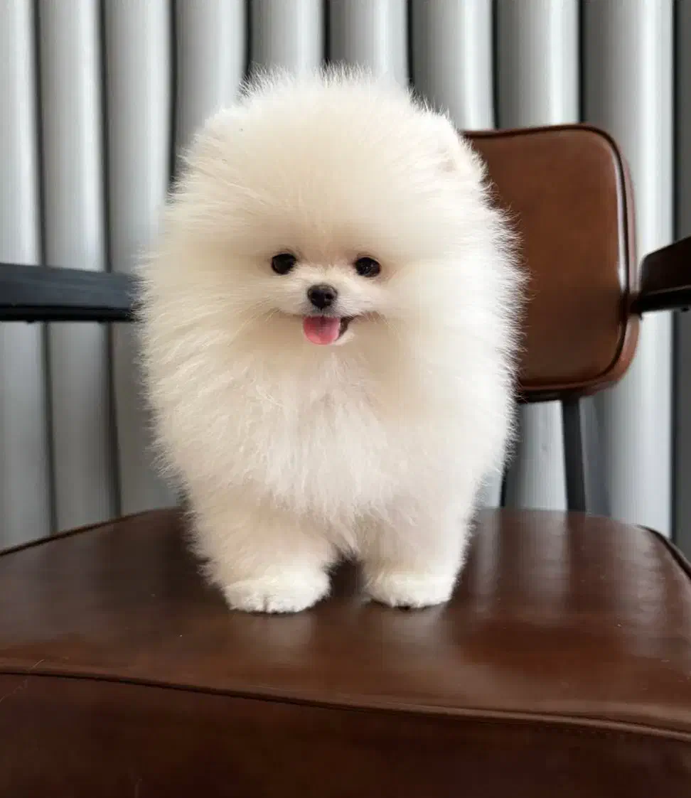 سگ پامر|سگ|تهران, سعادت‌آباد|دیوار