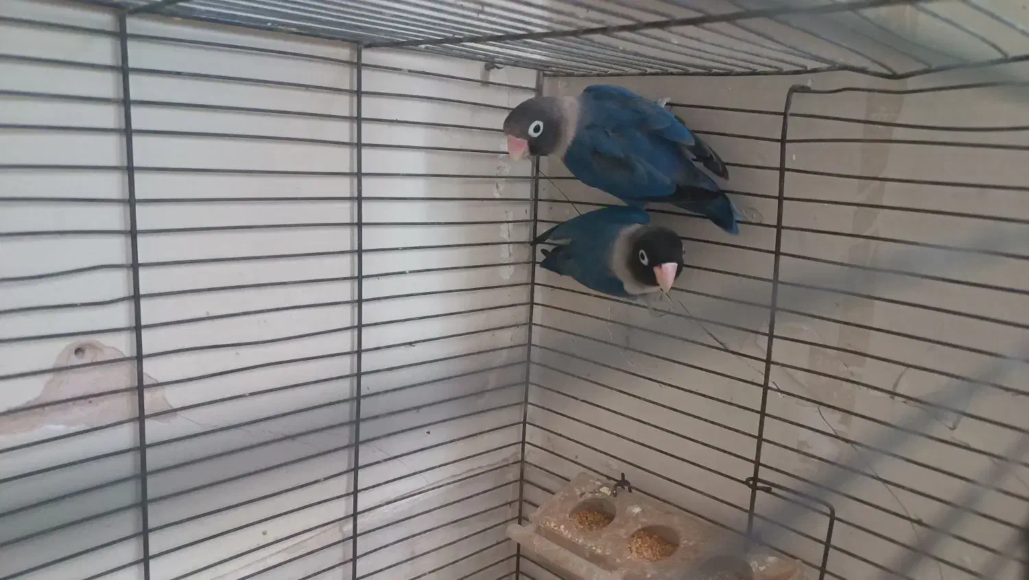 کوتوله سه عدد قفس عروس هلندی قناری مرغ عشق|پرنده|اصفهان, گرکان|دیوار