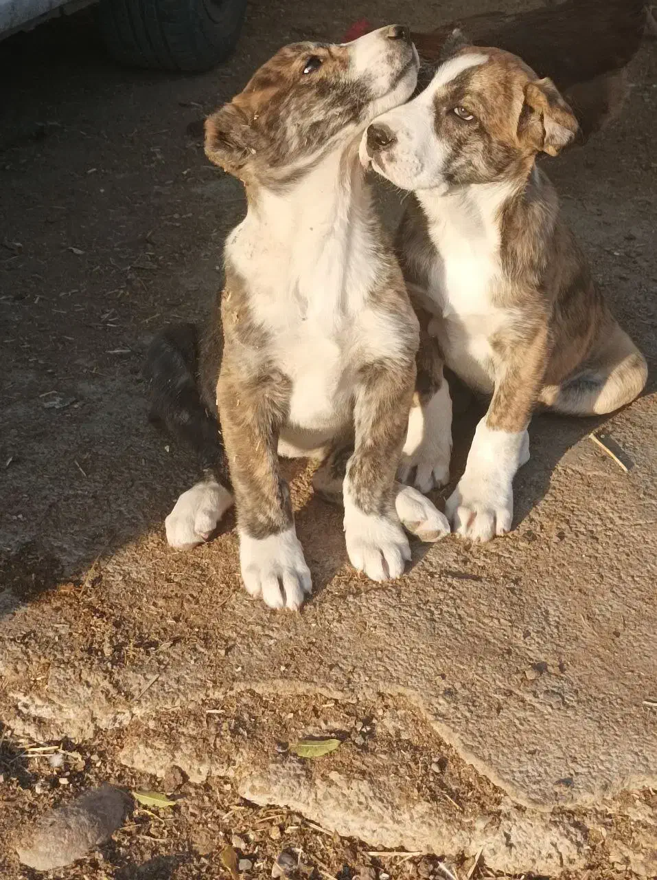 توله خراسانی افغان|سگ|مشهد, جاهد شهر|دیوار