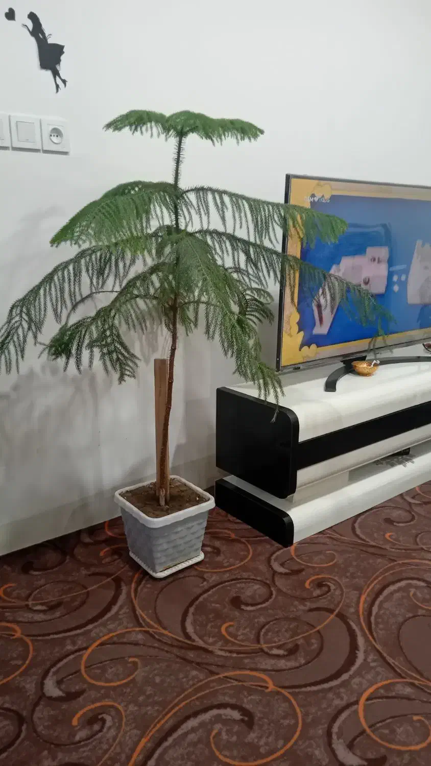 گل وگیاه خانگی|گل و گیاه طبیعی|اشنویه, |دیوار