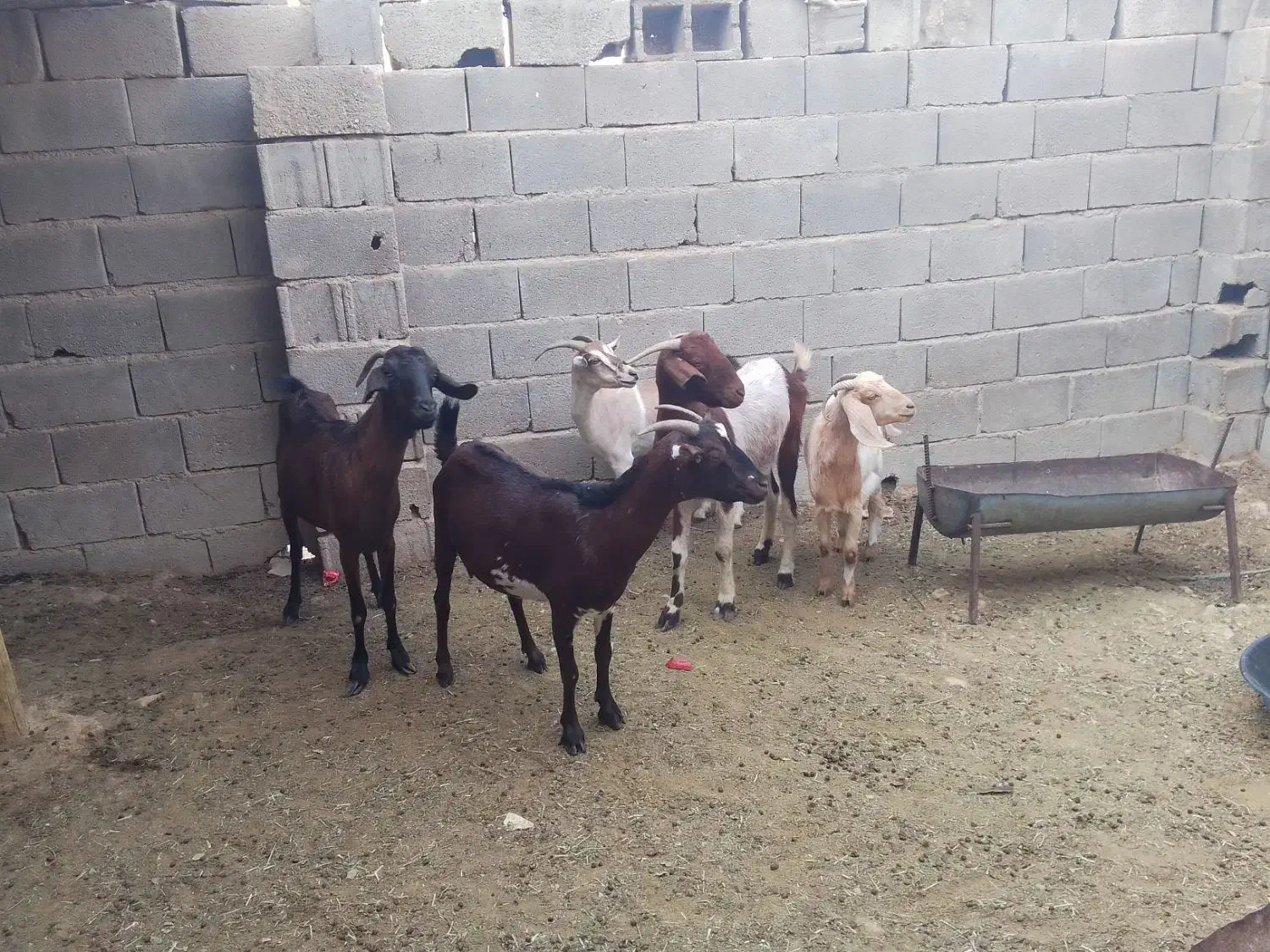 کهره و بز|حیوانات مزرعه|جم, |دیوار