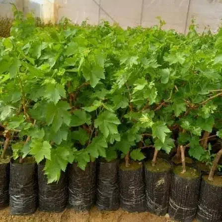 نهال زردآلو|گل و گیاه طبیعی|میانه, |دیوار