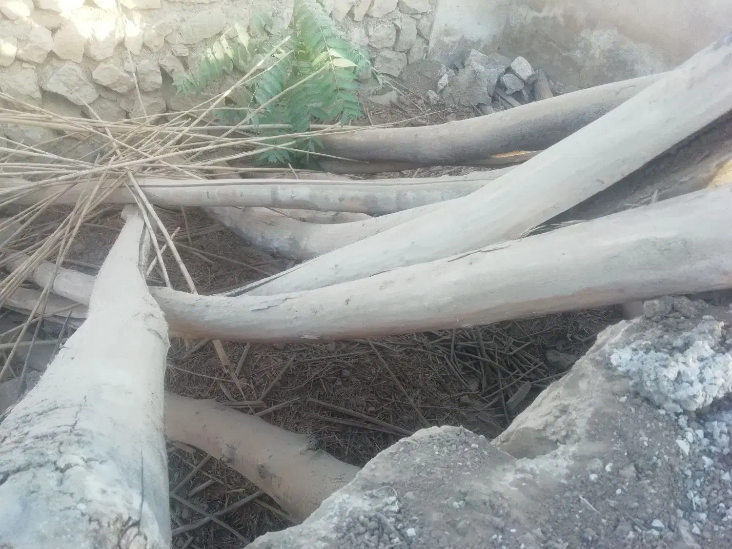 خرید تیرچوب چنار.اتاقی چوب سقفی ساختمانی.وضایعات|خدمات باغبانی و درختکاری|ماهیدشت, |دیوار