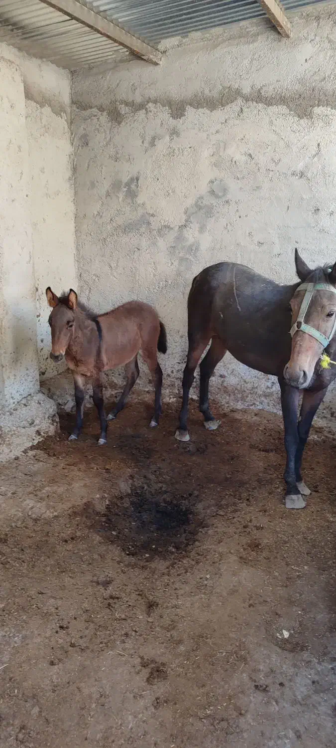 اسب مادیان همراه با کره قاطر|اسب و تجهیزات اسب‌سواری|شیروان (خراسان), |دیوار