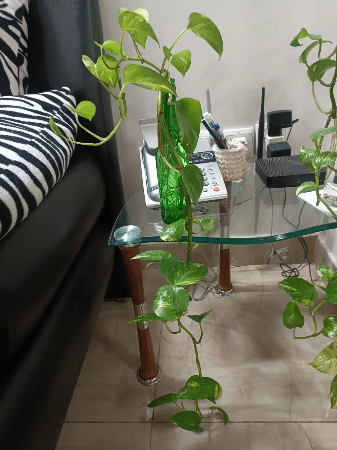 پتوس|گل و گیاه طبیعی|قزوین, |دیوار