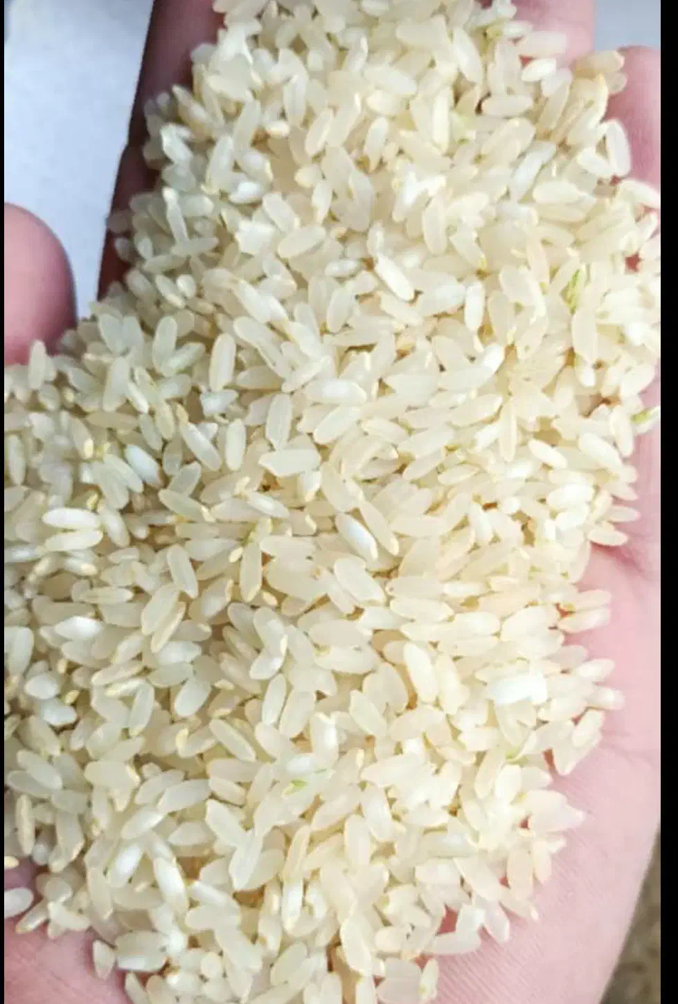 برنج کامفیروزی نو درجه یک|خوردنی و آشامیدنی|جهرم, |دیوار