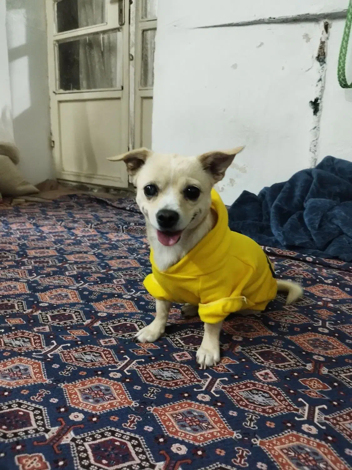 سگ شیواوا|سگ|بروجرد, |دیوار