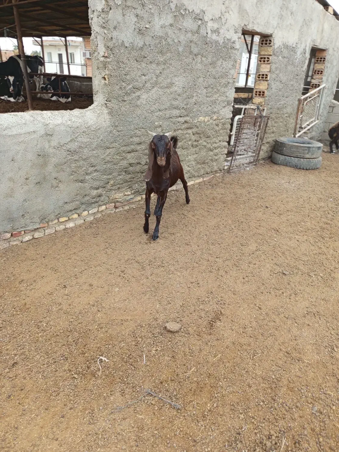 بز جوان دو دندان آبستن|حیوانات مزرعه|سیمین شهر, |دیوار