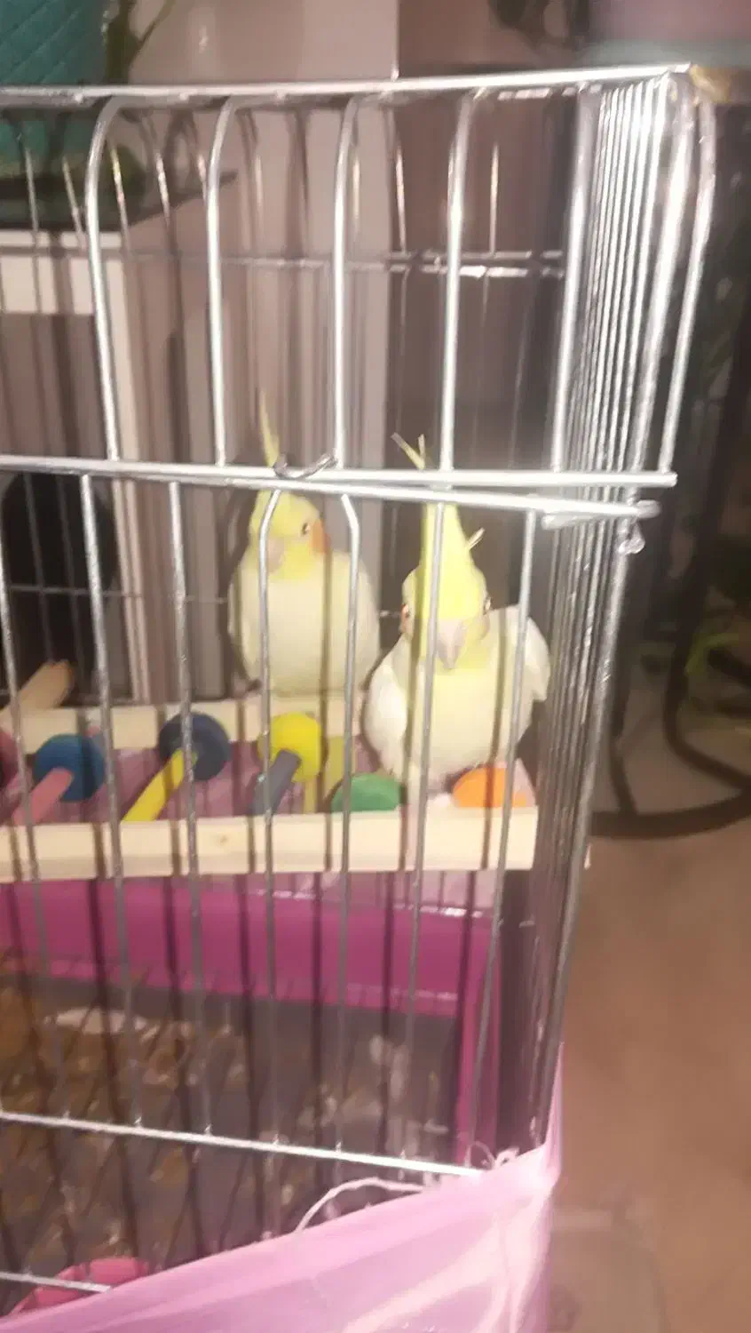 عروس هلندی جفت|پرنده|تهران, ائمه اطهار|دیوار