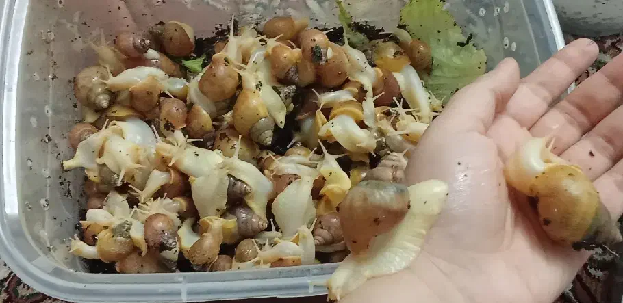 حلزون|خزنده|مراغه, |دیوار