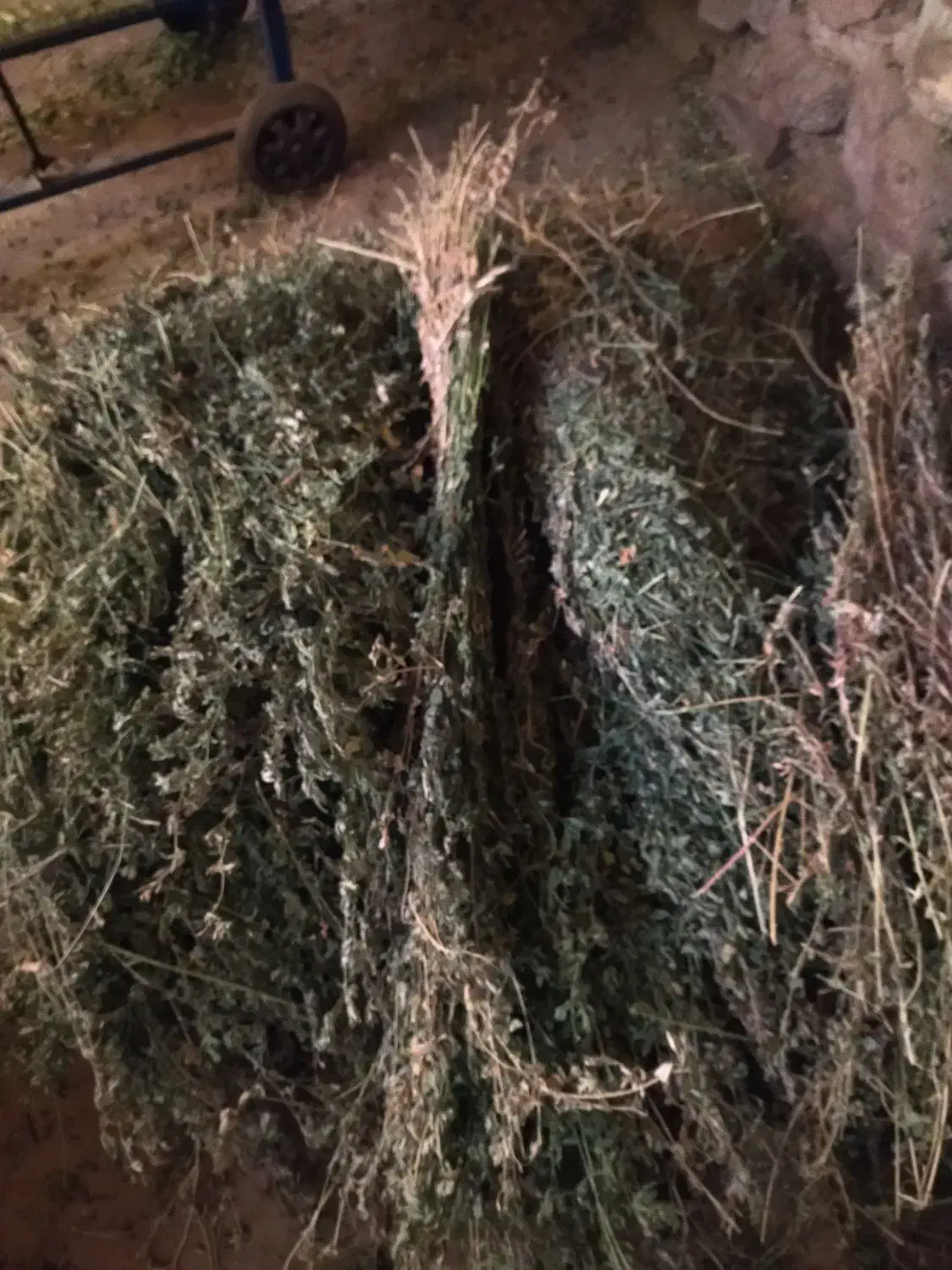 یونجه برای دام|لوازم جانبی حیوانات|بستان آباد, |دیوار