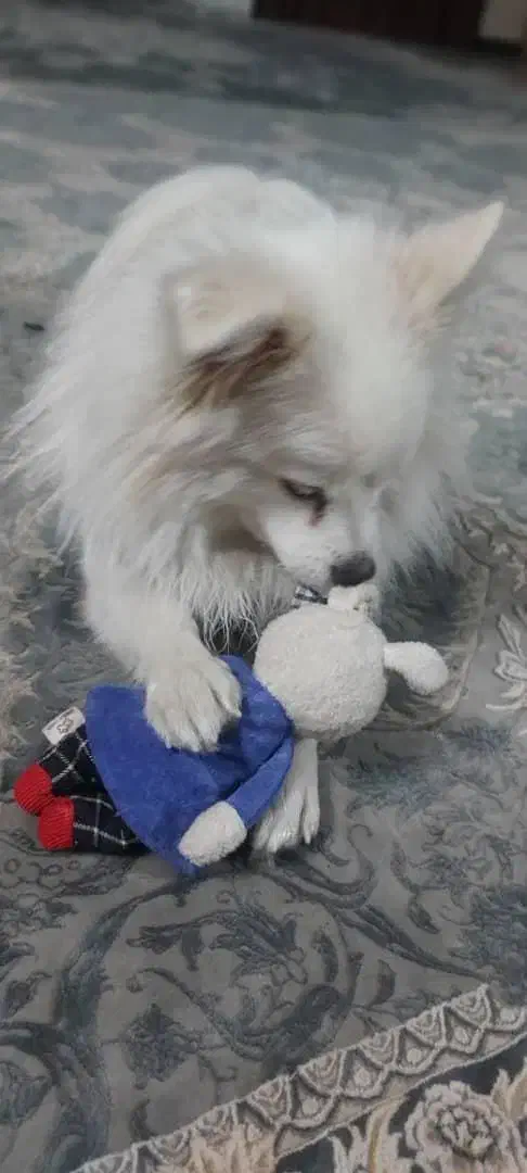 پامر|سگ|شاهین‌شهر, خبرنگار|دیوار