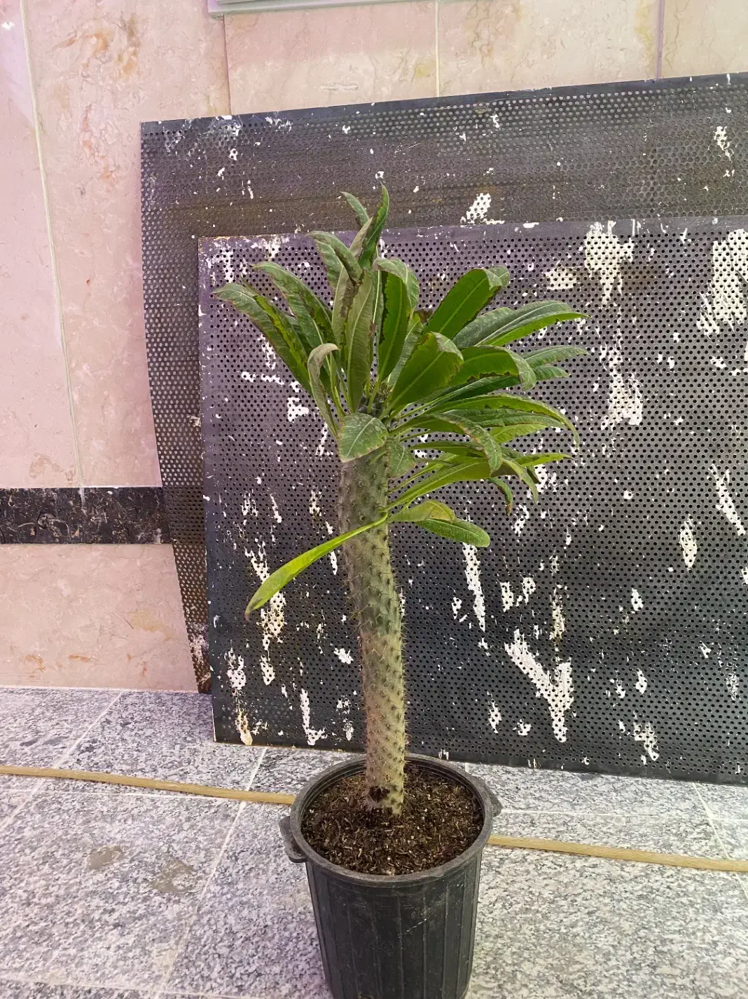 انواع گل فروش‌ ریر‌قیمت محلاتی|گل و گیاه طبیعی|تهران, افسریه شمالی|دیوار