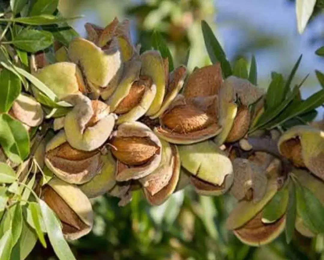 نهالستان گردو و فندق های پربار پالیز مهندس قاسمی|خدمات باغبانی و درختکاری|تربتحیدریه, آبشار|دیوار