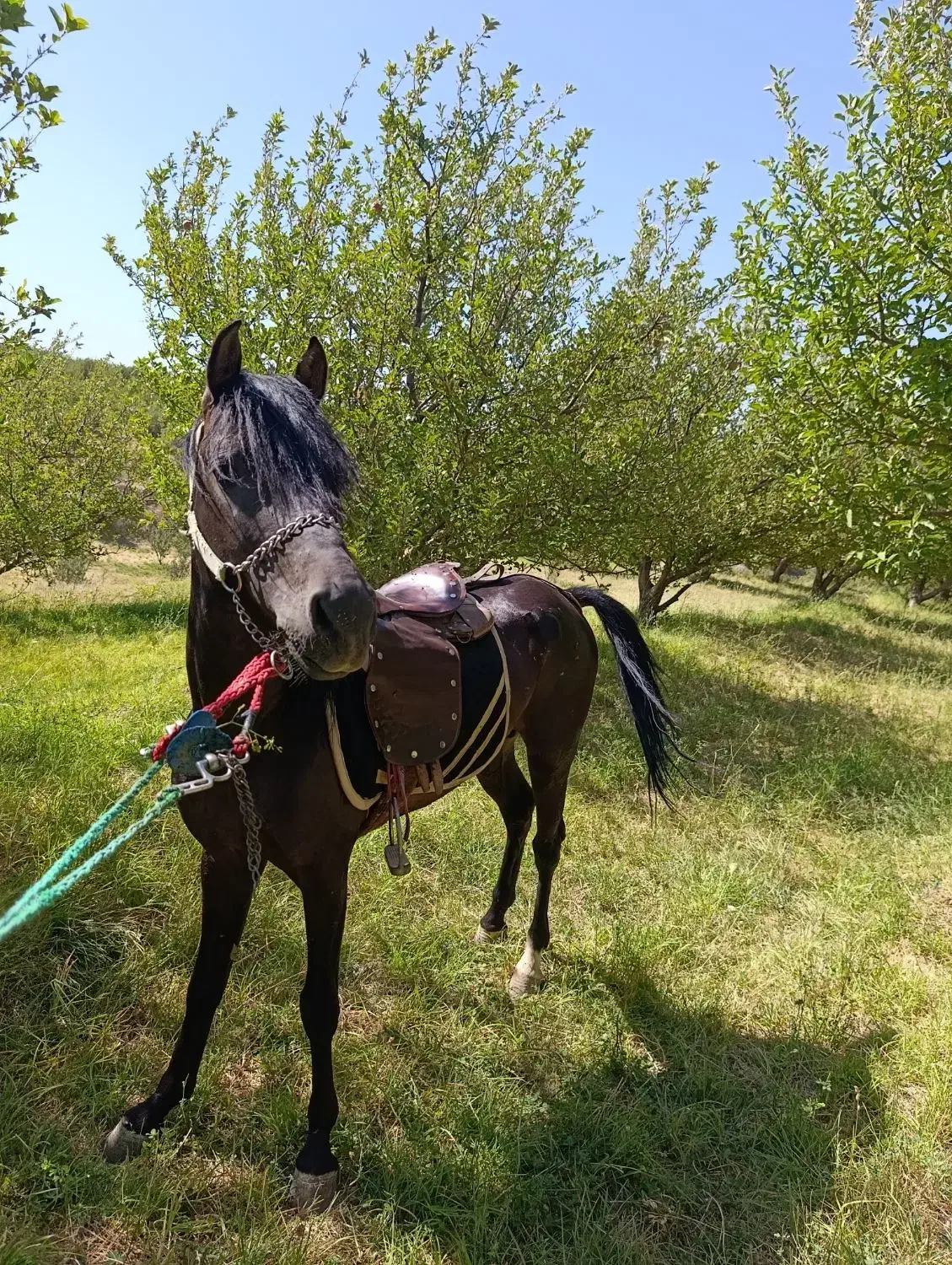 فروش اسب کرد سه ساله|اسب و تجهیزات اسب‌سواری|چالدران, |دیوار