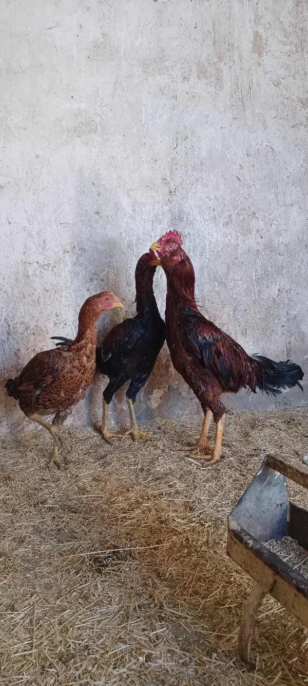 لاری|حیوانات مزرعه|کرفتو, |دیوار