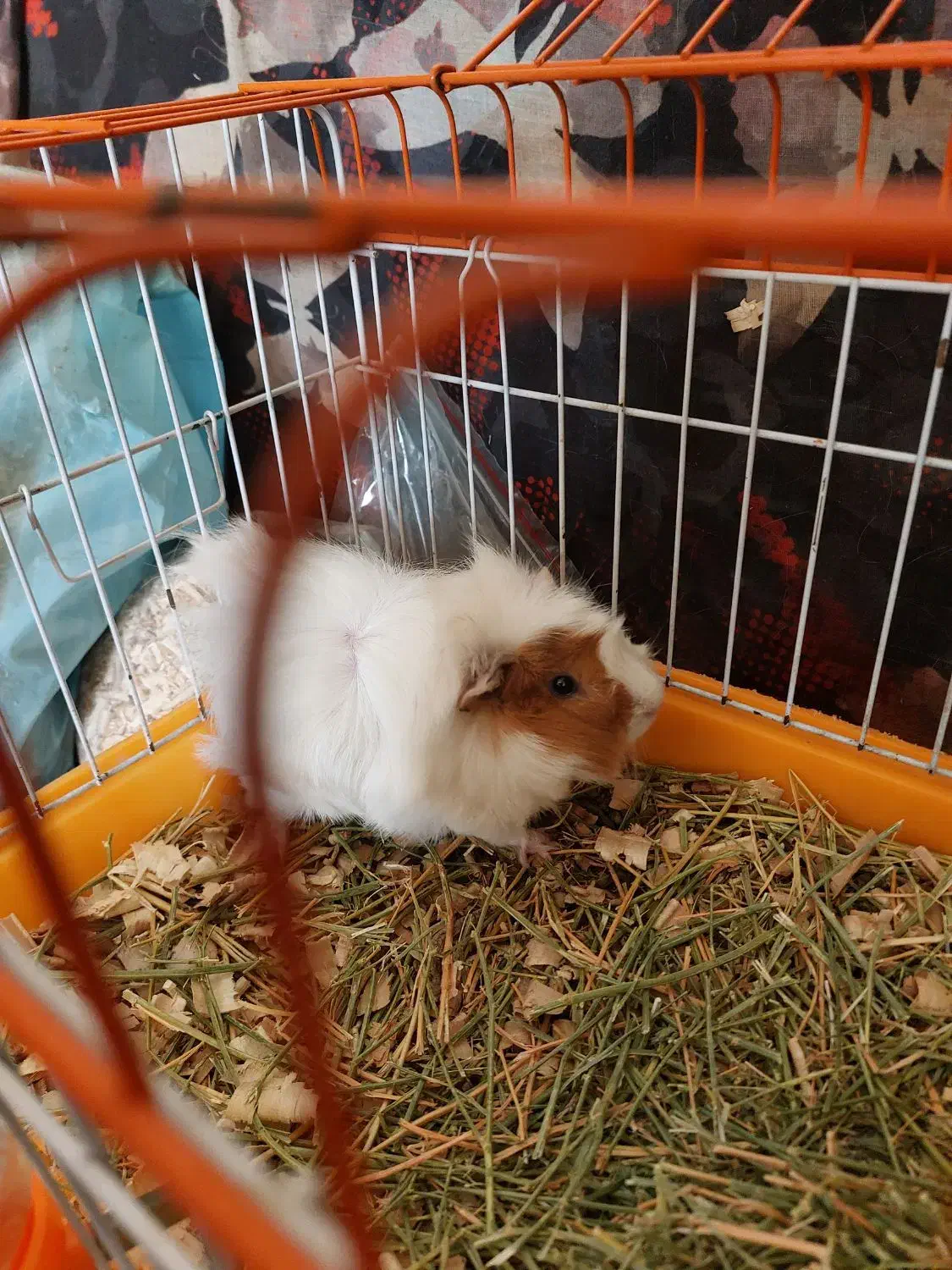 خوکچه هندی|موش و خرگوش|مشهد, شهرک مهر آباد|دیوار