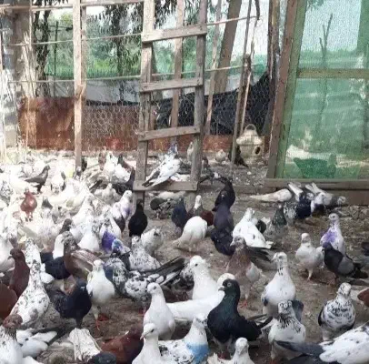 کبوتر|پرنده|رشت, لاکان شهر|دیوار