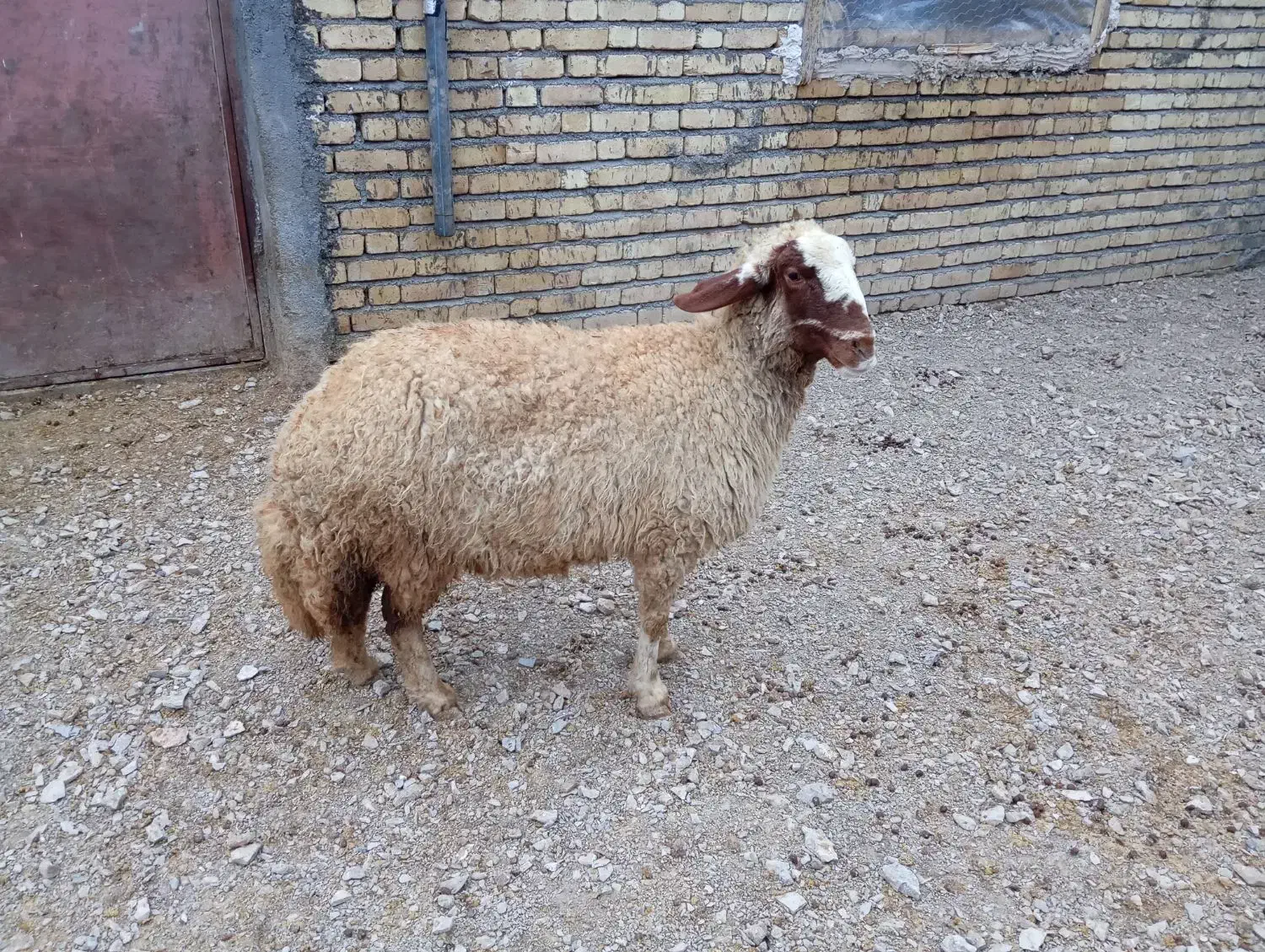 گوسفند|حیوانات مزرعه|ماهیدشت, |دیوار