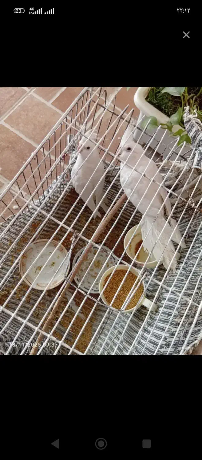 عروس هلندی|پرنده|فاضل آباد, |دیوار