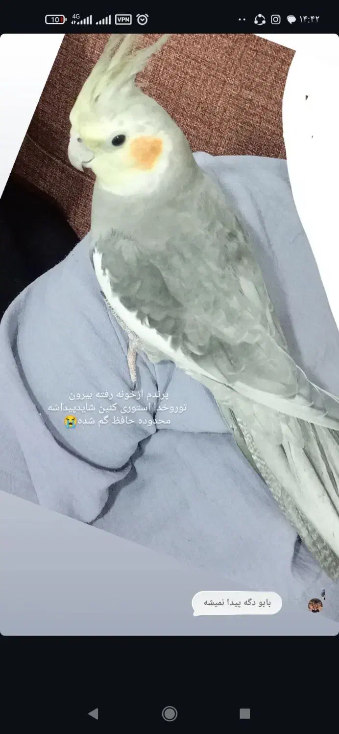 گمشده|پرنده|خواف, |دیوار