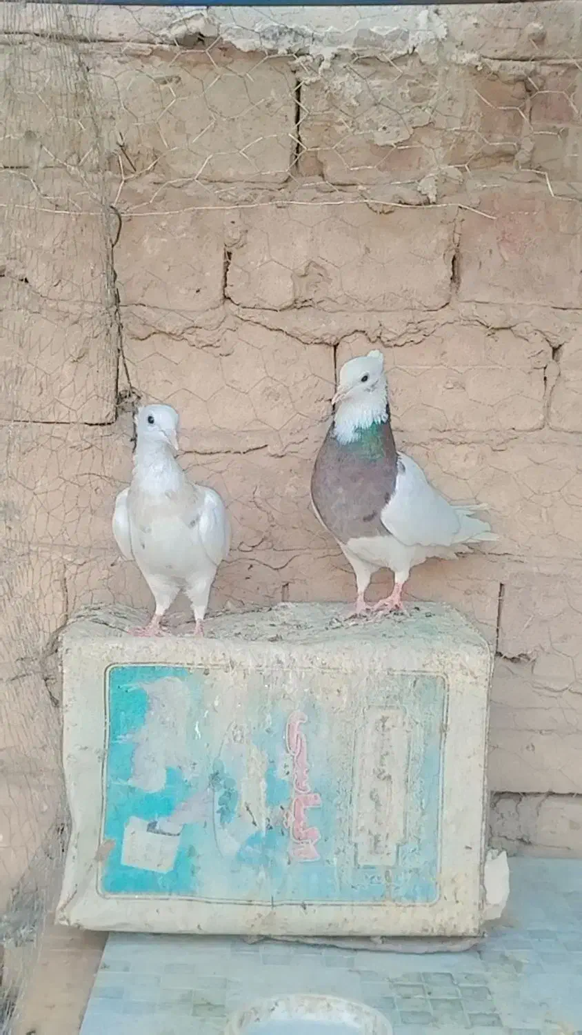 کبوتر|پرنده|رفسنجان, |دیوار