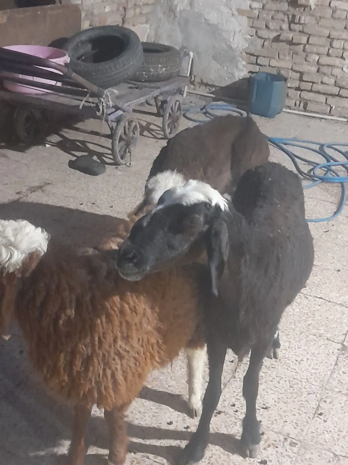 بره عوصی|حیوانات مزرعه|کارون, |دیوار