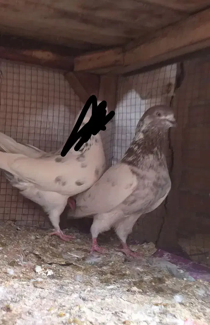 کفتر نر کله ای پرشی|پرنده|فولادشهر, A4|دیوار