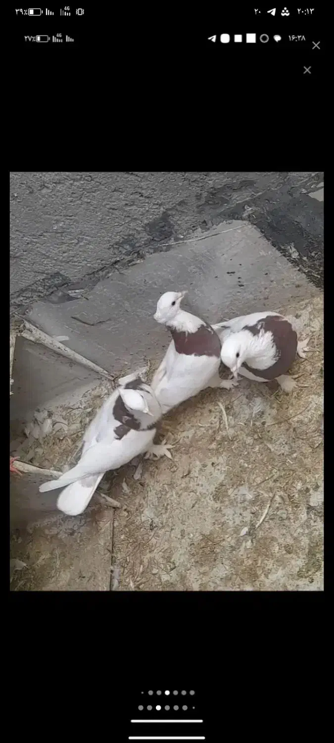 کفتر طوقی|پرنده|درمیان, |دیوار