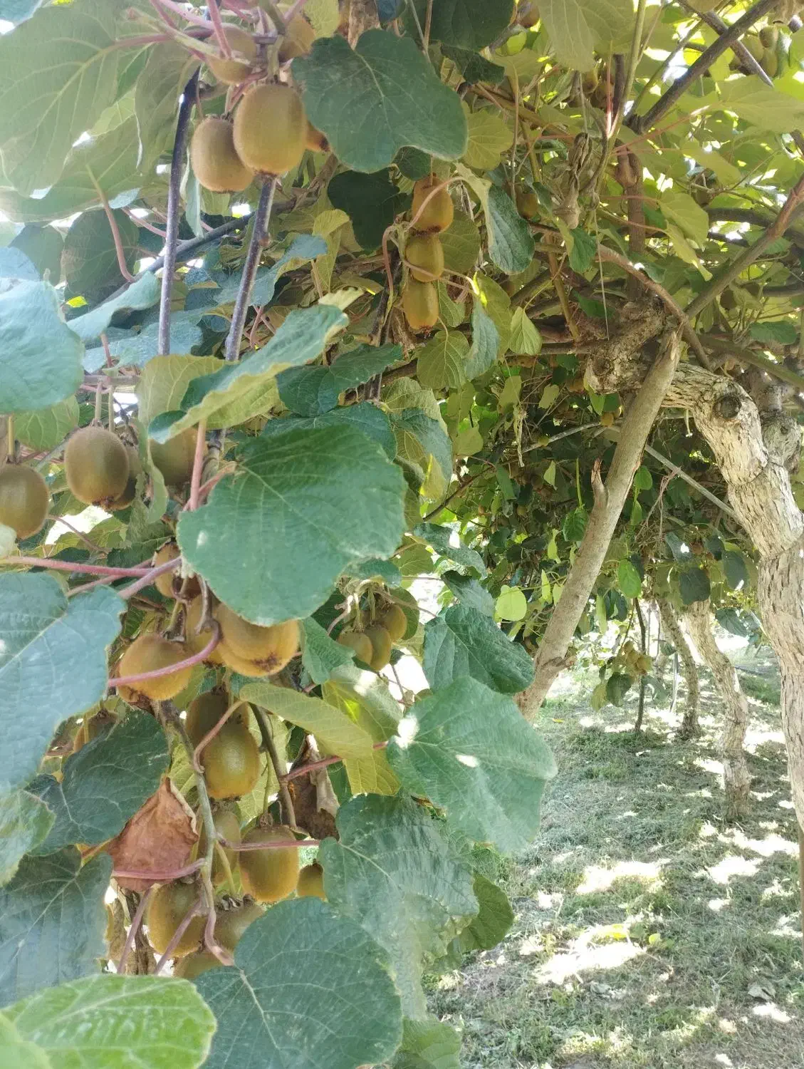 بهترین گزینه سرمایه گذاری|فروش خانه و ویلا|چوبر, |دیوار